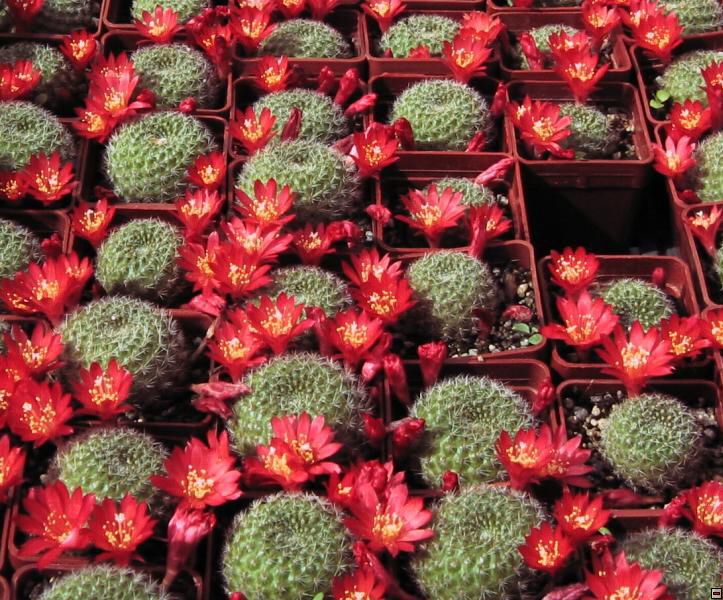 Rebutia xanthocarpha kvety.jpg